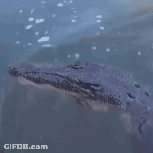 Large Crocodile Swimming In Water GIF