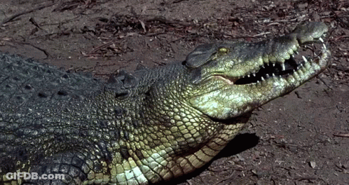 Large Crocodile With Mouth Open Lying On Ground GIF