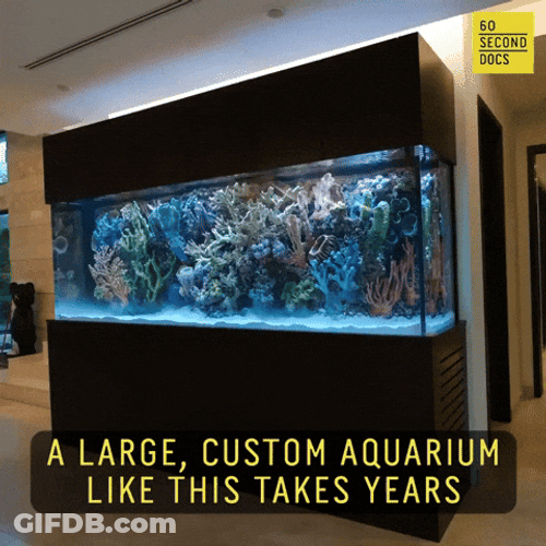 Large Custom Aquarium GIF