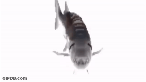 Large Fish Swimming GIF