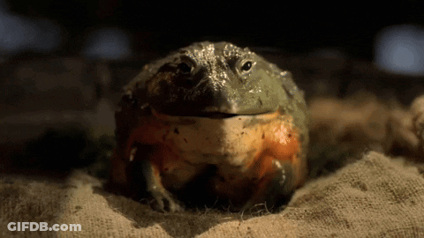Large Frog Sitting On Cloth GIF