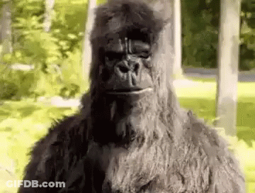 Large Furry Gorilla Standing In Grass GIF