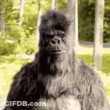 Large Furry Gorilla Standing In Woods Looking At Camera GIF