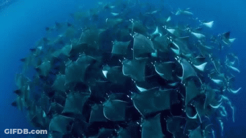 Large Group Of Rays Swimming In Ocean GIF