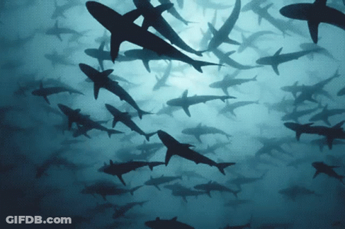 Large Group Of Sharks Swimming GIF