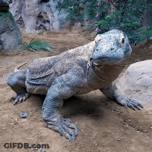 Large Komodo Dragon GIF