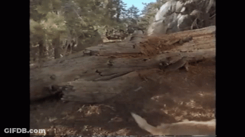 Large Log In Forest GIF