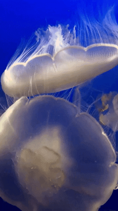 Large Moon Jellyfish GIF