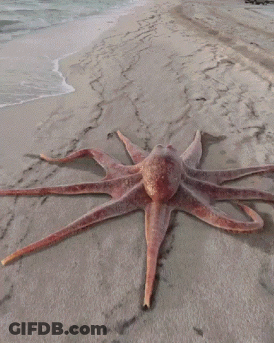 Large Octopus Laying On Sand At Beach GIF