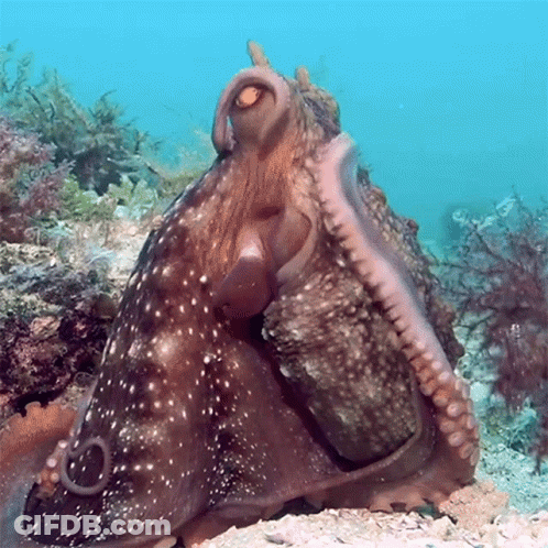 Large Octopus Sitting On Rock In Ocean GIF