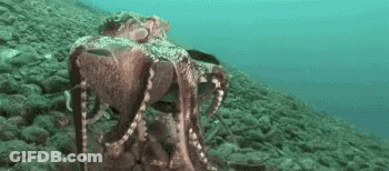 Large Octopus Swimming Near Rocky Shoreline GIF