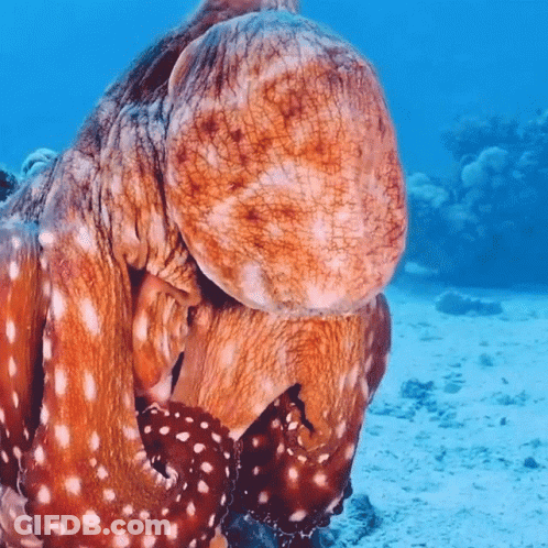 Large Octopus With White Spots Swimming GIF