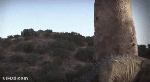 Large Rock In Desert With Trees GIF