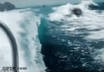 Large Shark Swimming Near Boat GIF