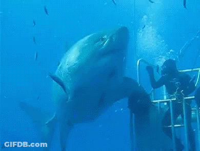 Large Shark Swimming Near Man GIF