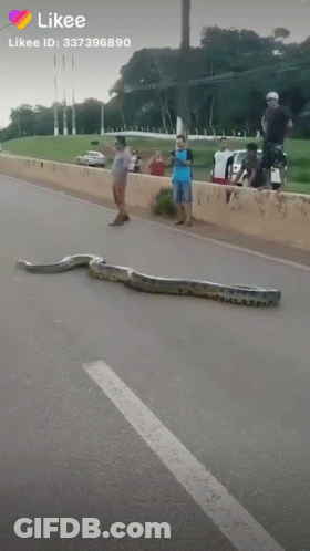 Large Snake Crawling Across Highway Next To People GIF