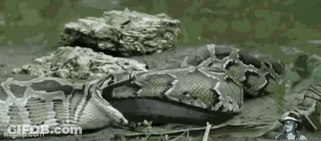 Large Snake Laying On Pile Of Rocks GIF