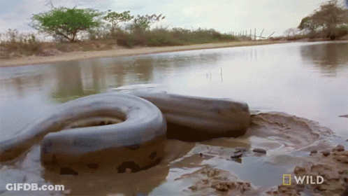Large Snake Swimming In Water GIF