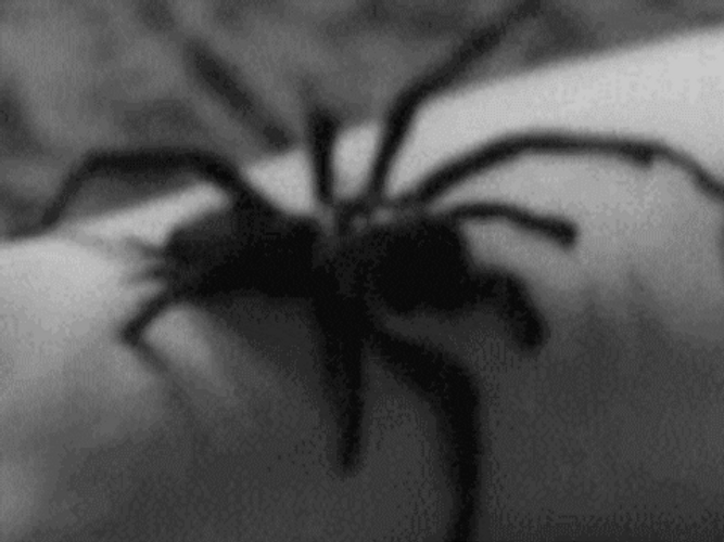 Large Tarantula Crawling GIF