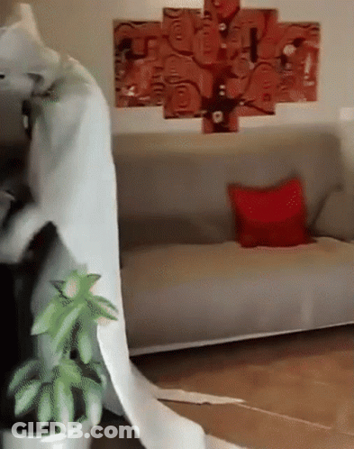 Large Toilet Paper Roll In Front Of Couch GIF
