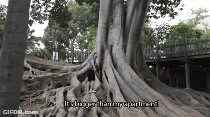 Large Tree Root GIF