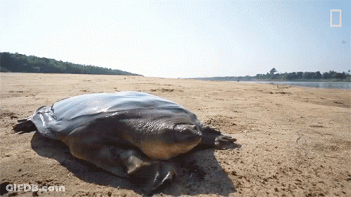 Large Turtle On Sandy Beach National Geographic Logo GIF