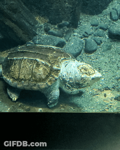 Large Turtle Swimming GIF
