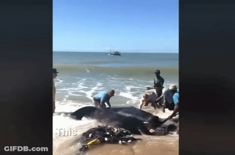 Large Whale Being Pulled From Ocean By People GIF