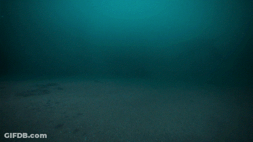 Large Whale Swimming In Ocean GIF