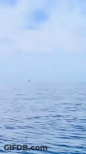 Large Whale Swimming With Head Above Water GIF
