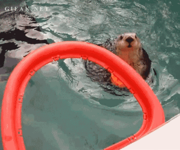 Larry Bird Sea Lion GIF