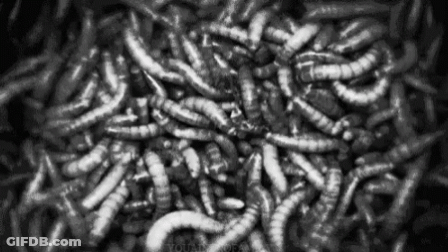 Larvae Worm GIF
