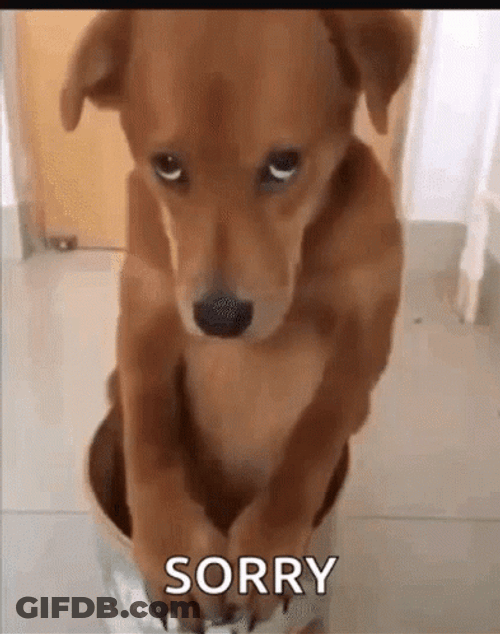 Laser Dog Sorry Not Sorry GIF
