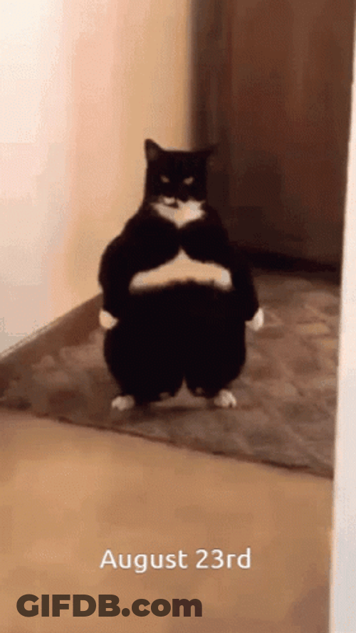 Laser Eyes El Gato Meme GIF