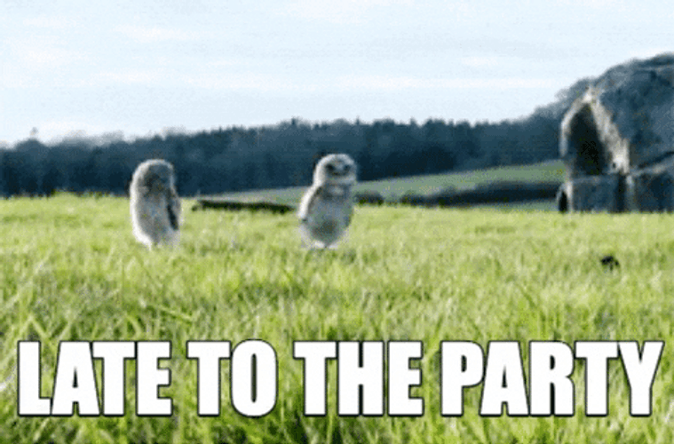 Late To The Party Owl GIF