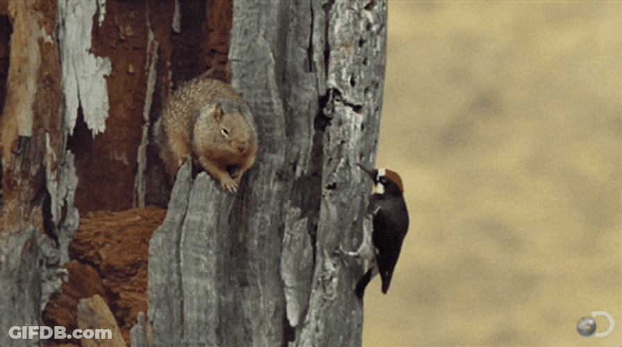 Laugh Woody Acorn Woodpecker GIF