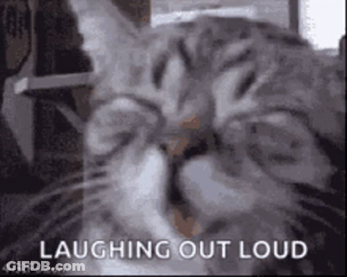 Laughing Cat Close Up GIF