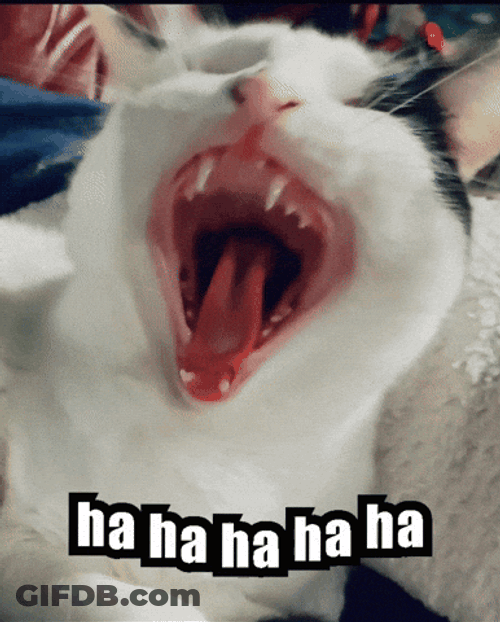 Laughing Cat GIF