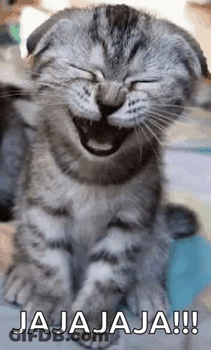 Laughing Cat Jajaja GIF
