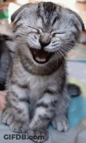 Laughing Cat With Eyes Closed GIF