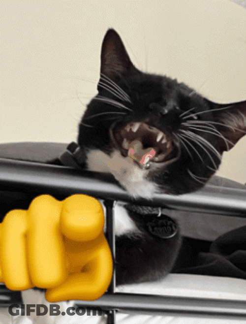 Laughing El Gato Meme GIF