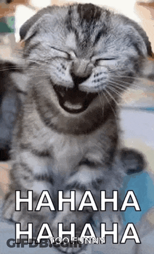 Laughing Kitty Cat GIF