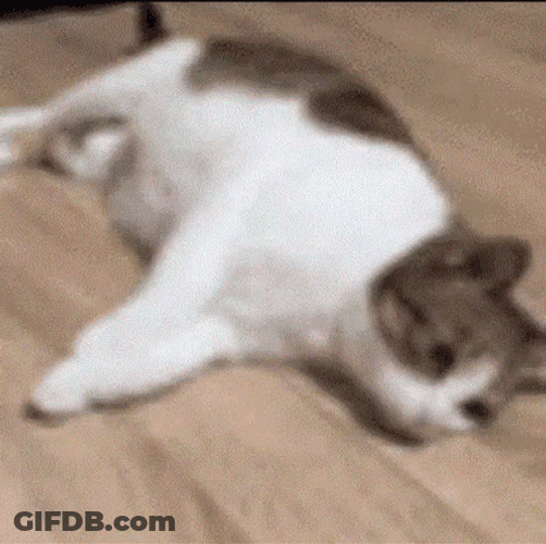 Lay Down Cat GIF