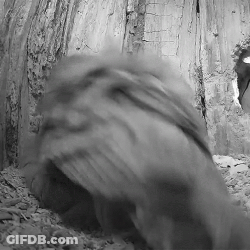 Lay Egg Robert E Fuller GIF
