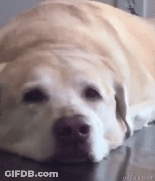 Laying Happy Dog GIF
