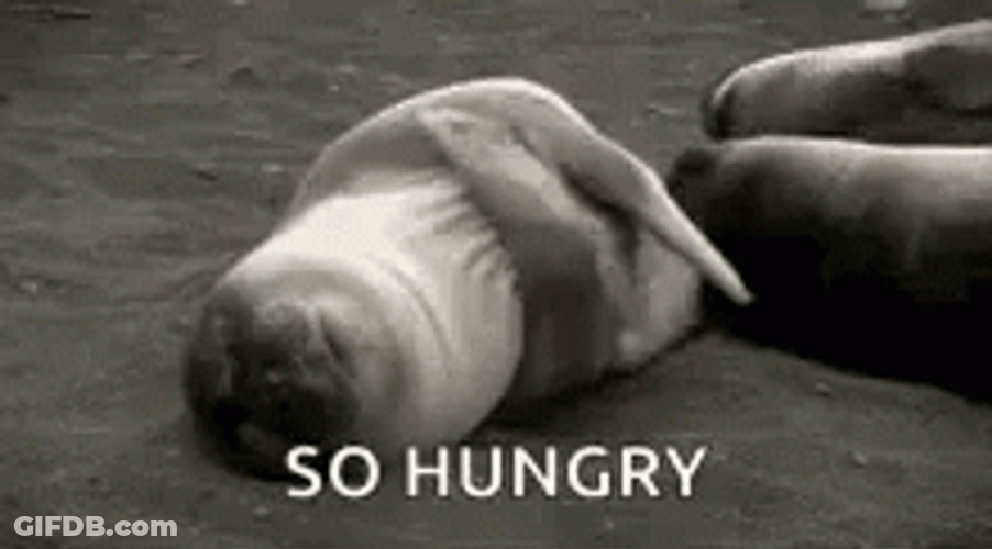 Laying Sealion Tummy Rumbling So Hungry GIF