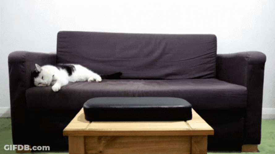 Lazy Cat Black Couch GIF