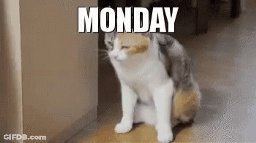 Lazy Cat Crazy Monday GIF