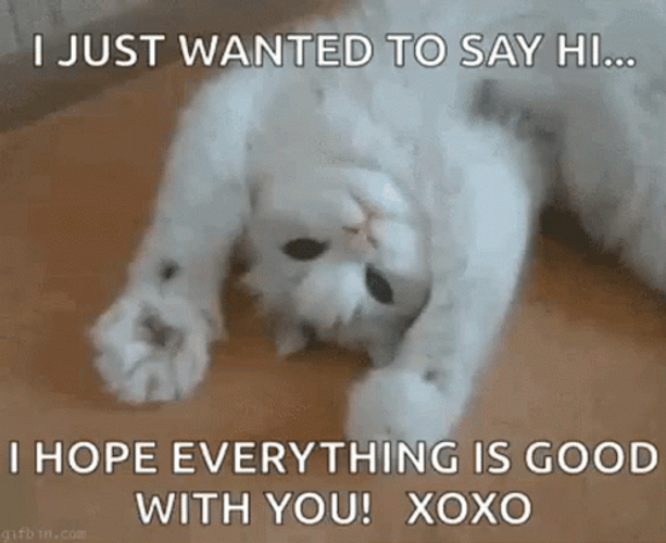 Lazy Cat Just Saying Hi GIF