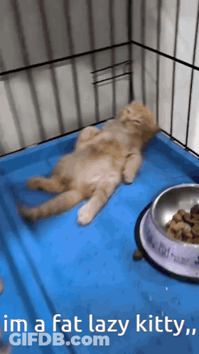 Lazy Cat Laying On Back In Cage Saying Im A Fat Lazy Kitty GIF